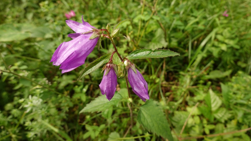 Campanule à Feuille d'Ortie - Campanula Trachelium