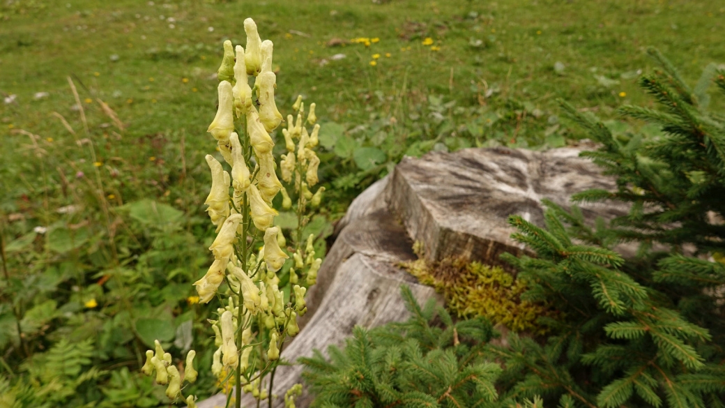 Aconit Tue-Loup - Aconitum Lycoctonum