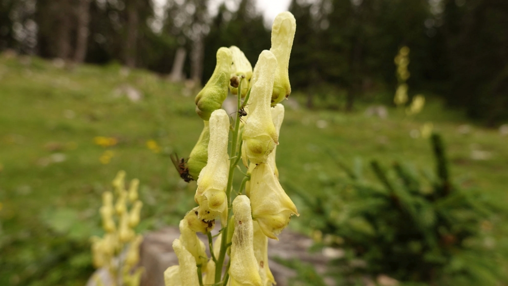 Aconit Tue-Loup - Aconitum Lycoctonum