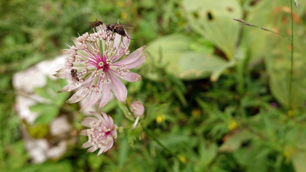 Grande Astrance - Astrantia Major