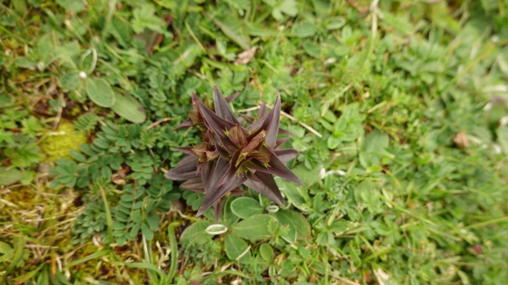 Gentiane des Champs - Gentianella Campestris