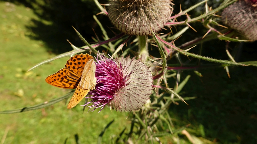 Cirse Laineux - Cirsium Eriophorum