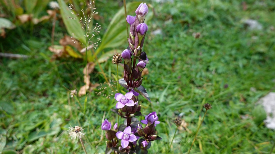 Gentiane des Champs - Gentianella Campestris