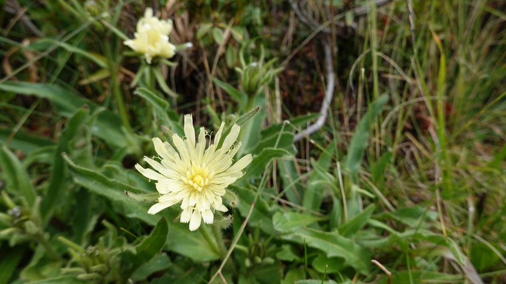 Epervière à Feuilles de chicorée - Hieracium Intybaceum 