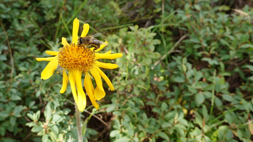 Arnica - Arnica Montana