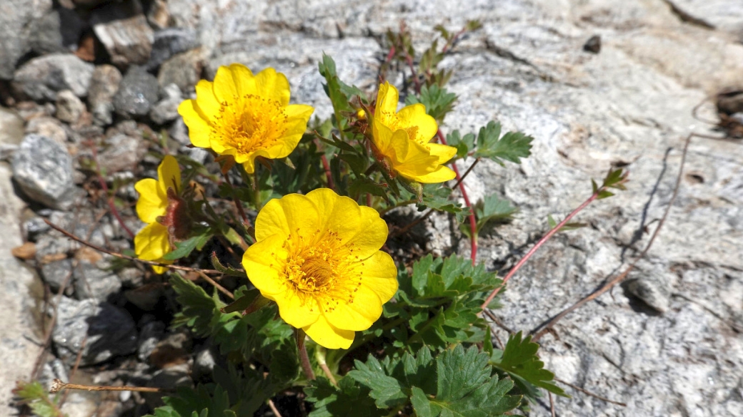 Benoîte Rampante - Geum Reptans