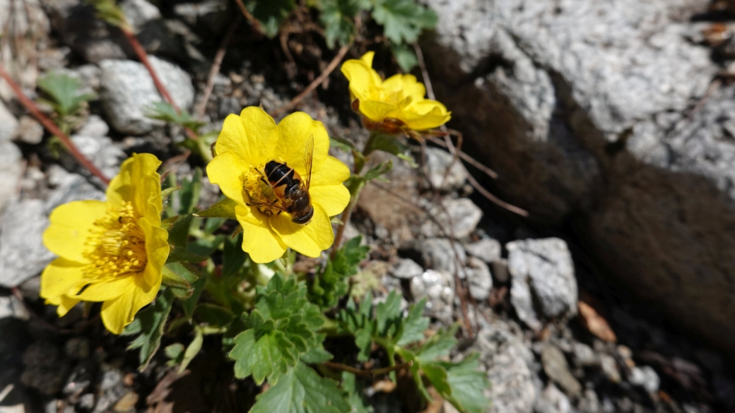 Benoîte Rampante - Geum Reptans