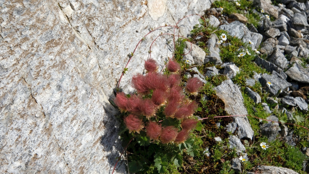 Benoîte Rampante - Geum Reptans