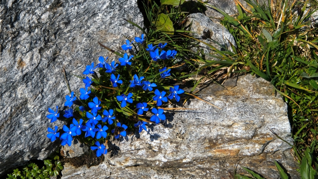 Gentiane à Feuilles courtes - Gentiana Brachyphylla