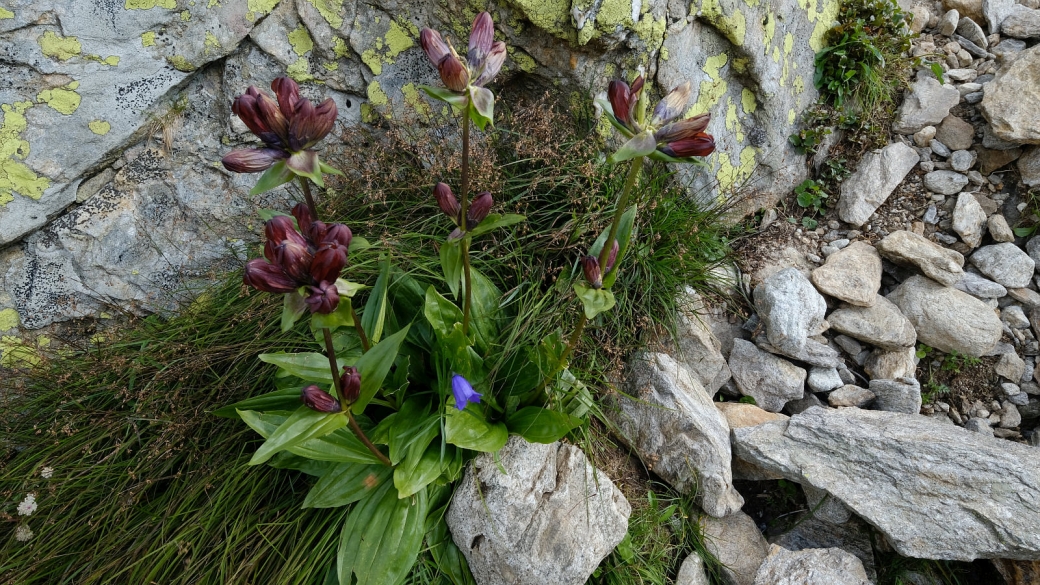 Gentiane Pourpre - Gentiana Purpurea 