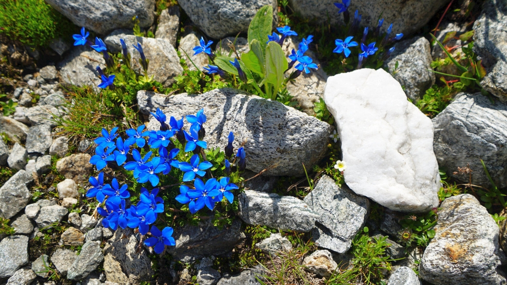 Gentiane à Feuilles courtes - Gentiana Brachyphylla