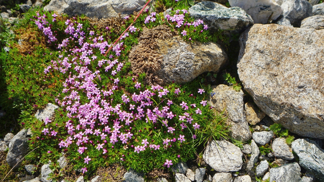 Silène Acaule - Silene Acaulis