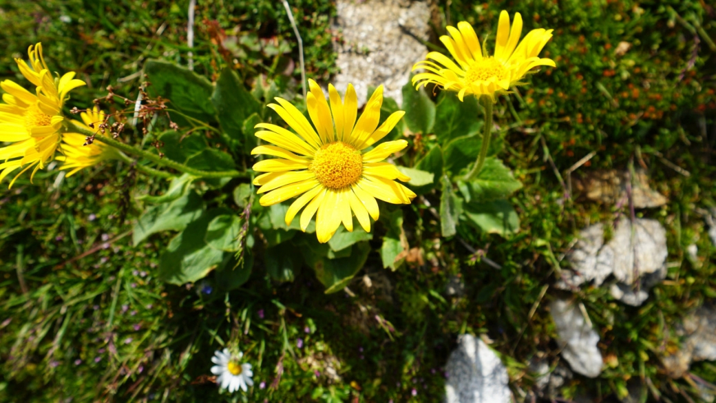 Doronic Calcifuge - Doronicum Clusii