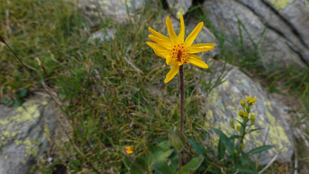 Arnica - Arnica Montana