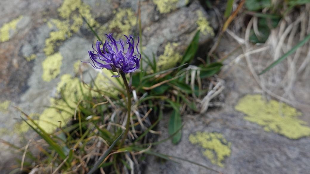 Raiponce Hémisphérique - Phyteuma Hemisphaericum 