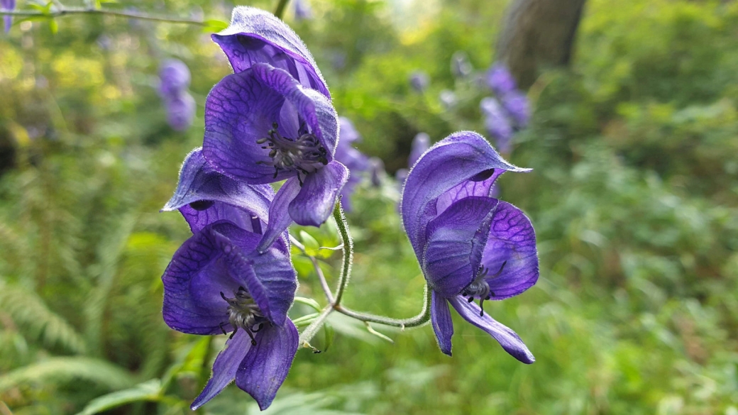 Aconit Napel - Aconitum Napellus