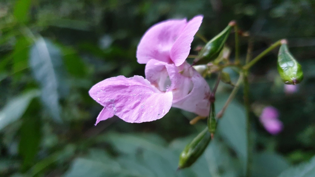 Impatiente Bicolore - Impatiens Balfourii