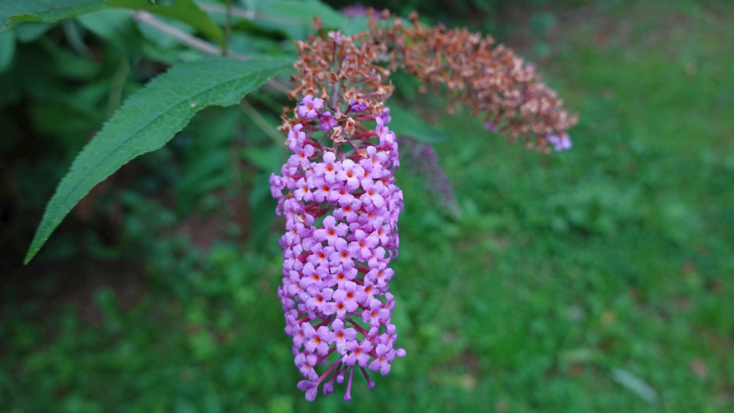 Buddléia de David - Buddleja Davidii