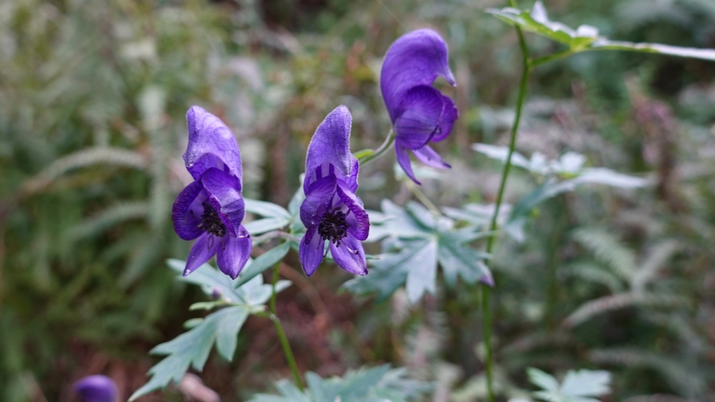 Aconit Napel - Aconitum Napellus