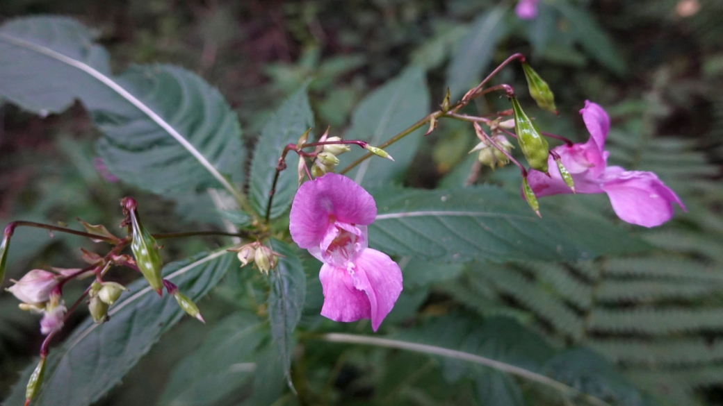 Impatiente Bicolore - Impatiens Balfourii