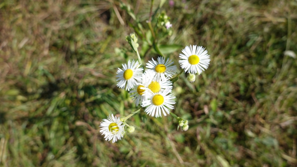 Vergerette Annuelle - Erigeron Annuus