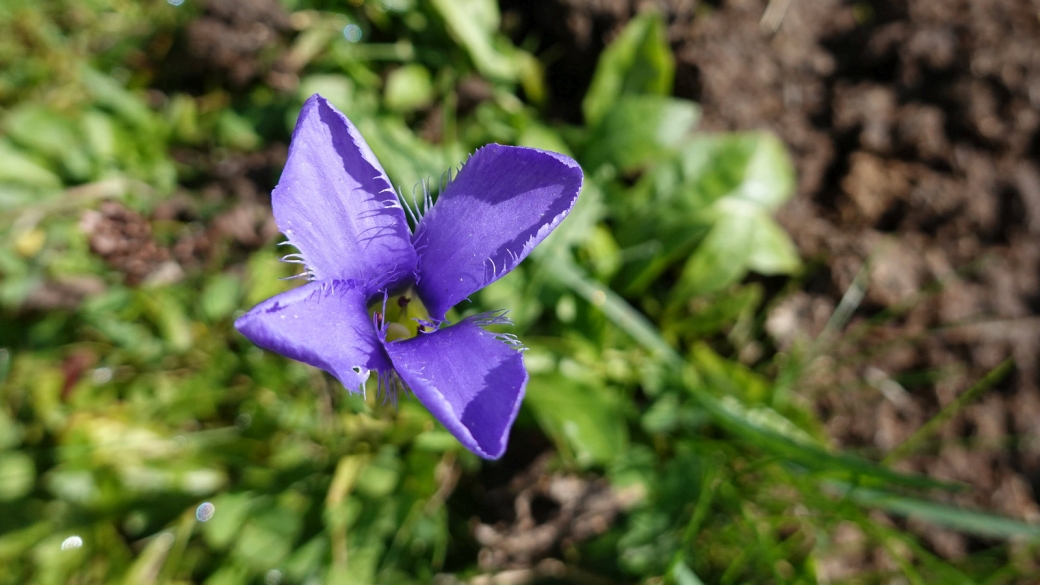 Gentiane Ciliée - Gentianopsis Ciliata