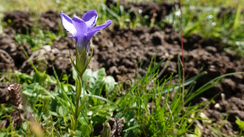 Gentiane Ciliée - Gentianopsis Ciliata