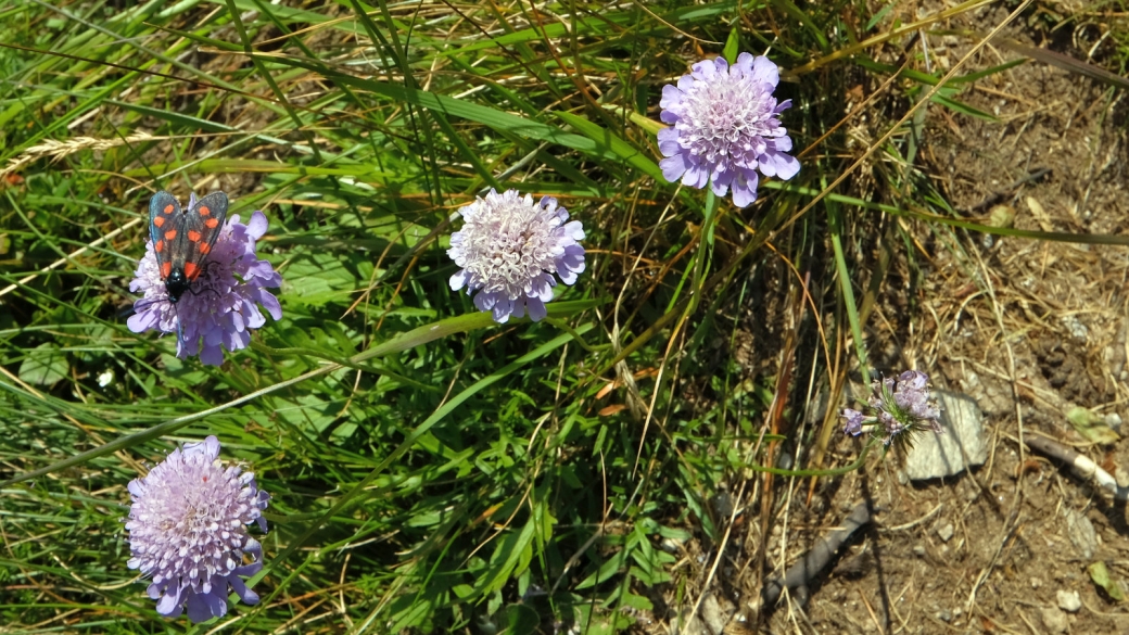 Knautie des Champs - Knautia Arvensis