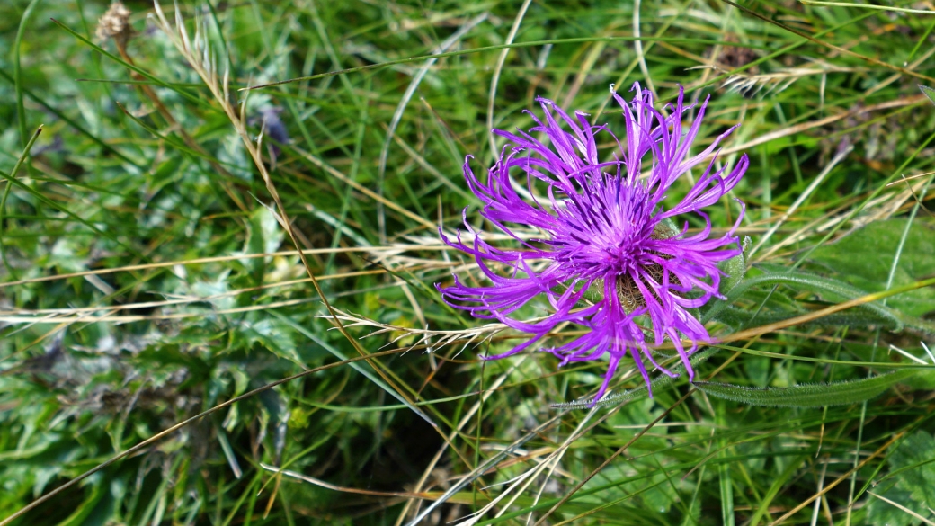 Centaurée Jacée - Centaurea Jacea