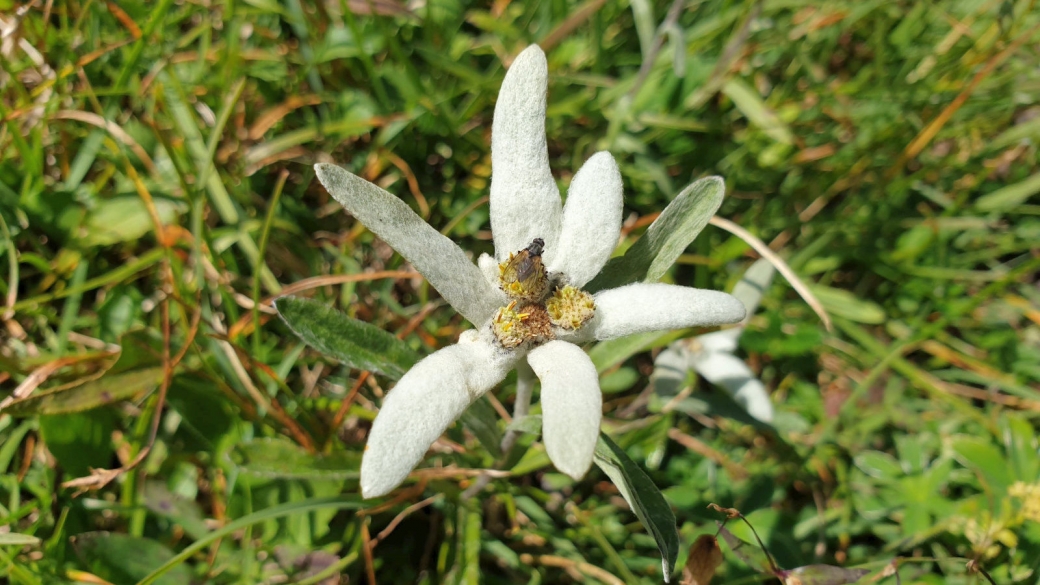 Edelweiss - Leontopodium Alpinum