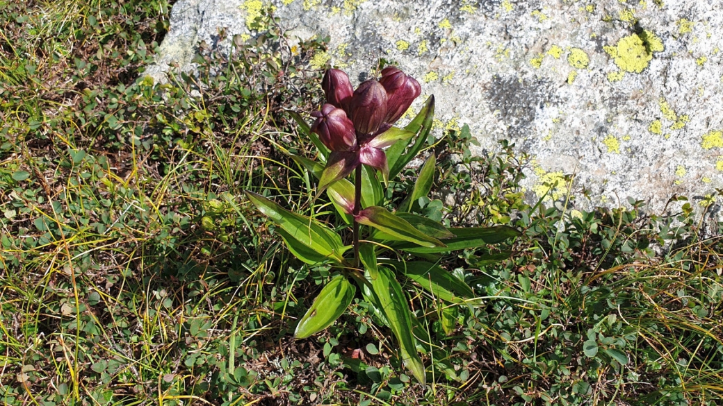 Gentiane Pourpre - Gentiana Purpurea