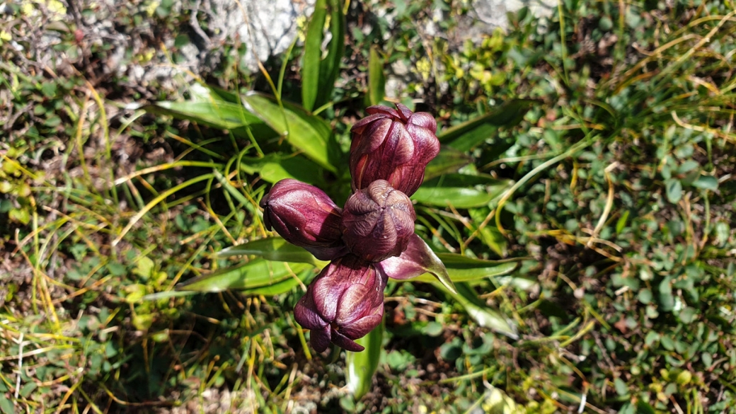 Gentiane Pourpre - Gentiana Purpurea