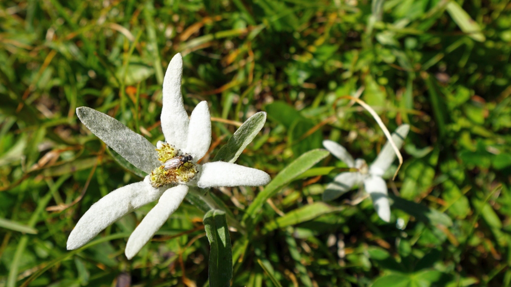 Edelweiss - Leontopodium Alpinum