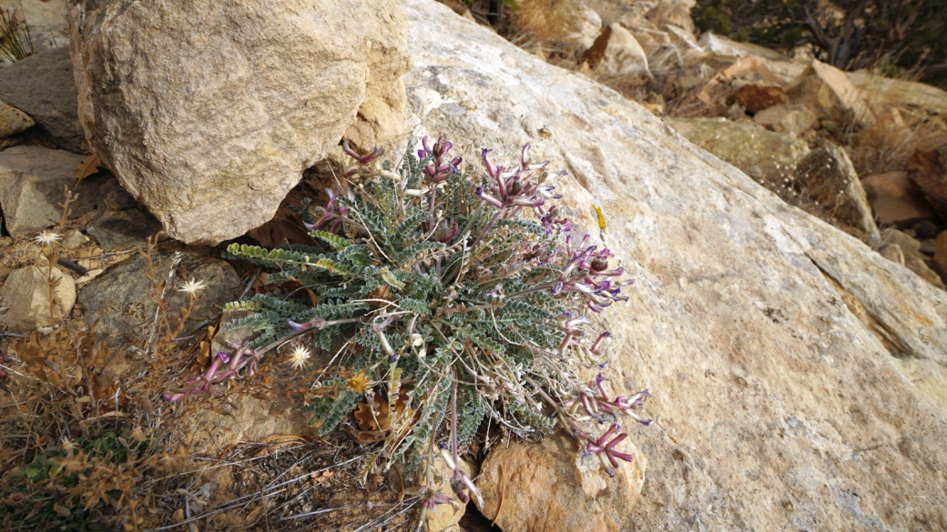 Woolly Locoweed - Astragalus Mollissimus