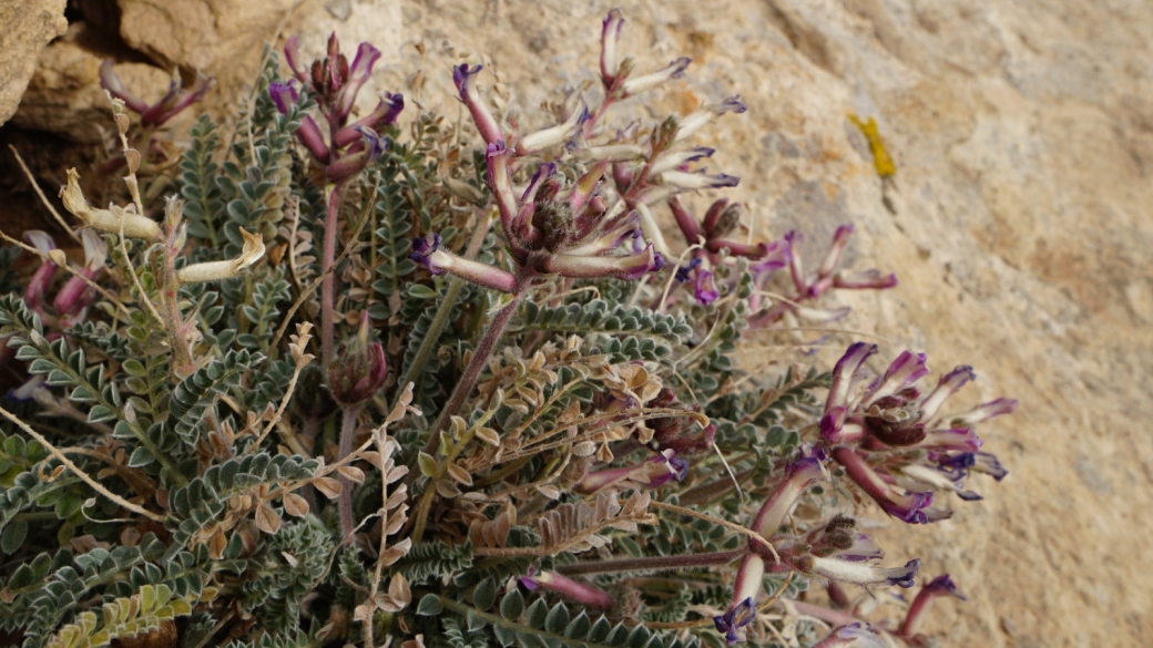 Woolly Locoweed - Astragalus Mollissimus