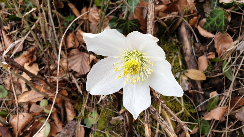 Rose de Noël - Helleborus Niger