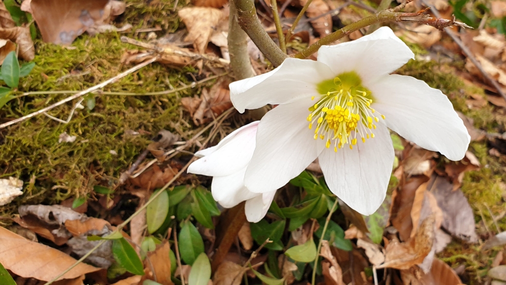 Rose de Noël - Helleborus Niger