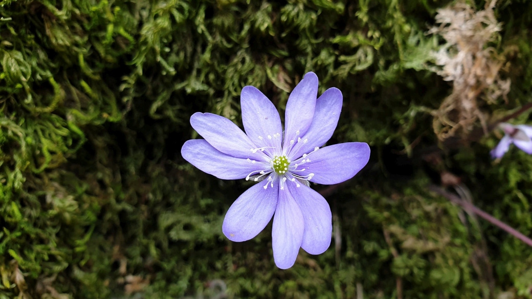 Anémone Hépatique - Hepatica Nobilis