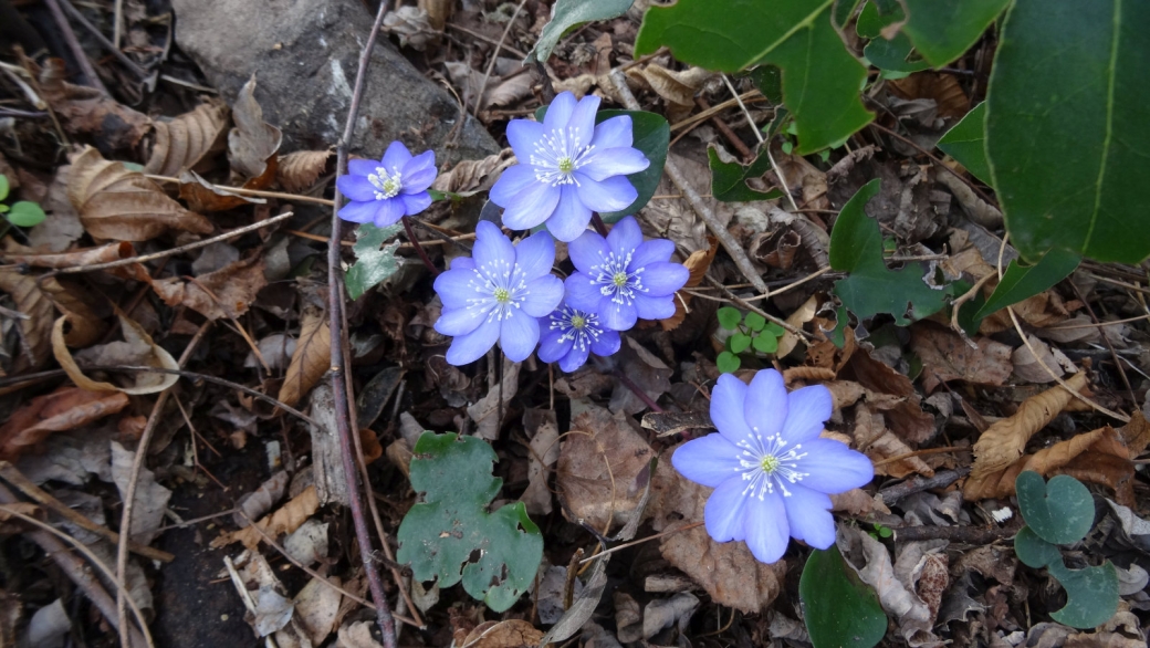 Anémone Hépatique - Hepatica Nobilis