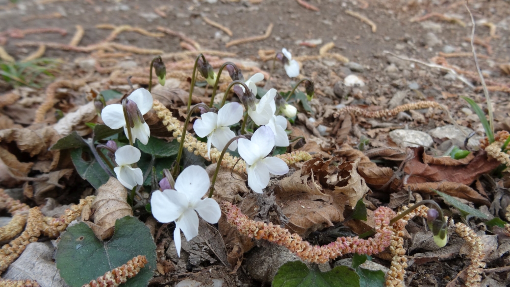 Violette blanche - Viola Alba Besser