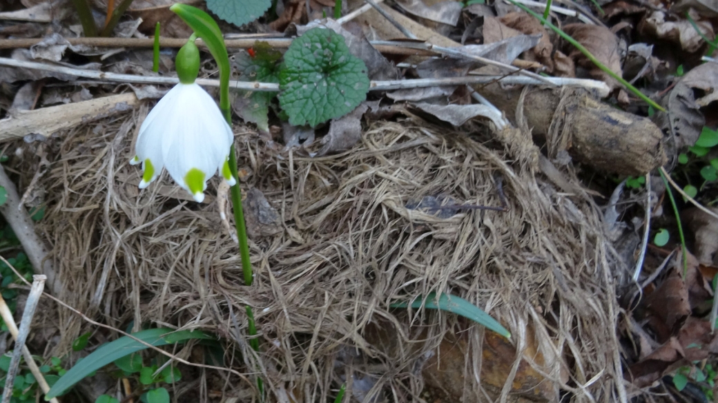 Perce-neige - Galanthus Nivalis