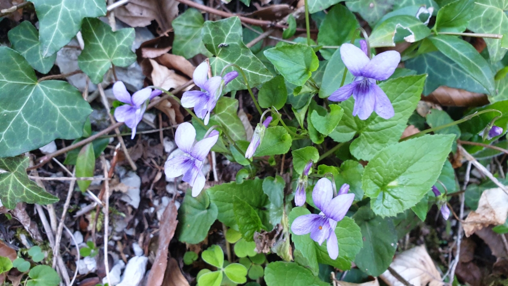 Violette des Forêts - Viola Reichenbachiana Boreau