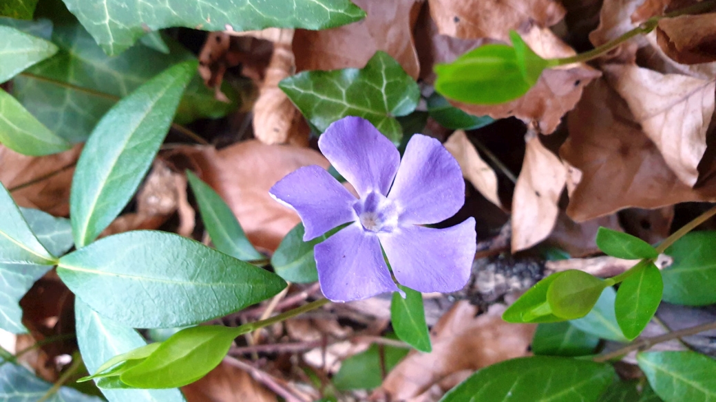 Petite pervenche - Vinca Minor