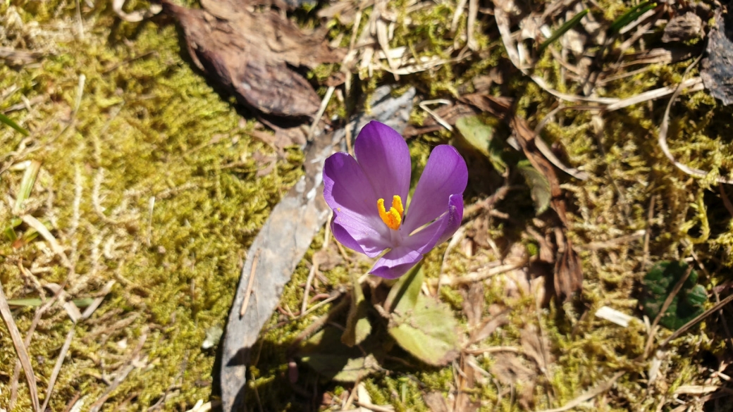 Crocus - Crocus Albiflorus