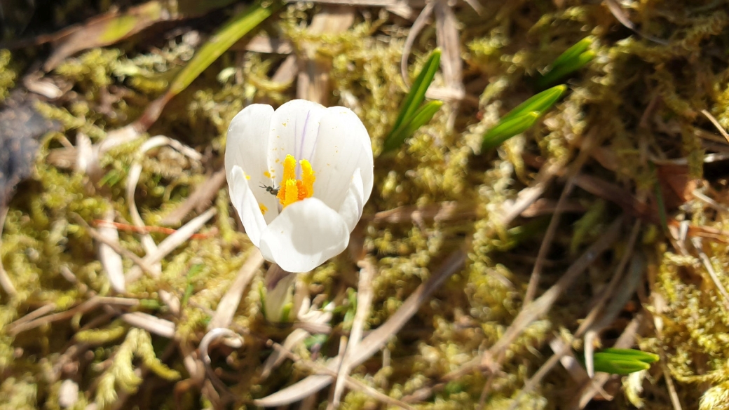 Crocus - Crocus Albiflorus