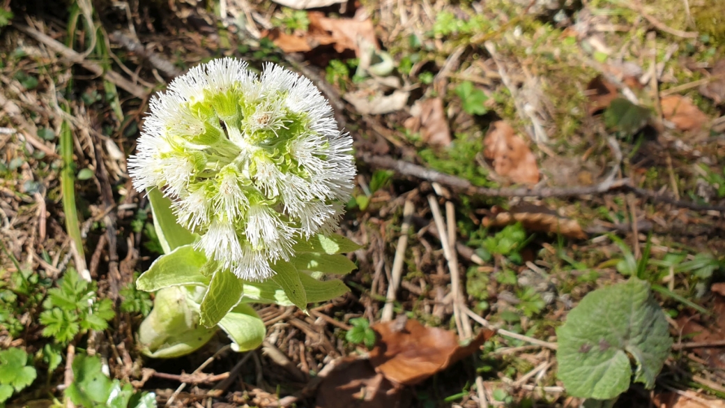 Pétasite Blanc - Petasites Albus