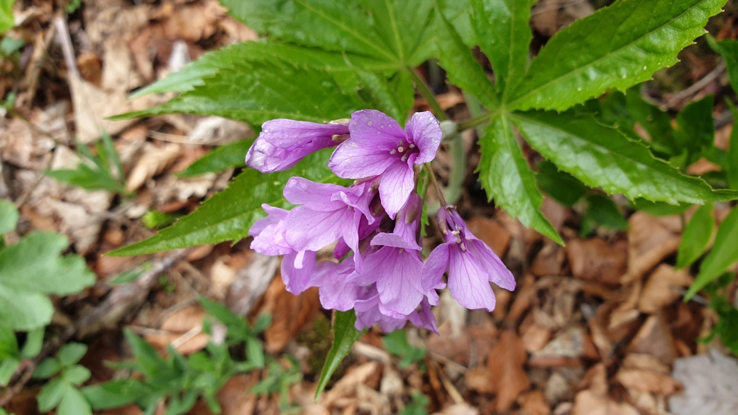 Cardamine à Sept Folioles - Cardamine Heptaphylla