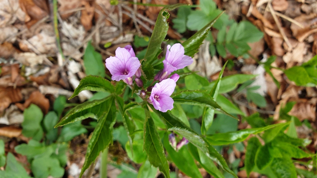 Cardamine à Sept Folioles - Cardamine Heptaphylla