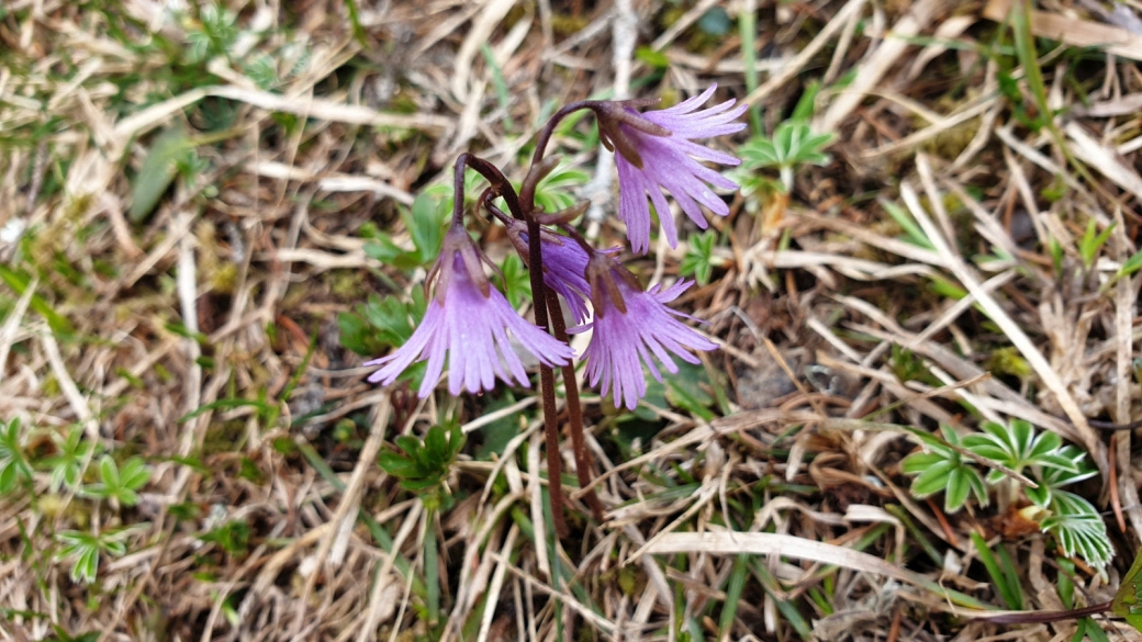 Soldanelle des Alpes - Soldanella Alpina