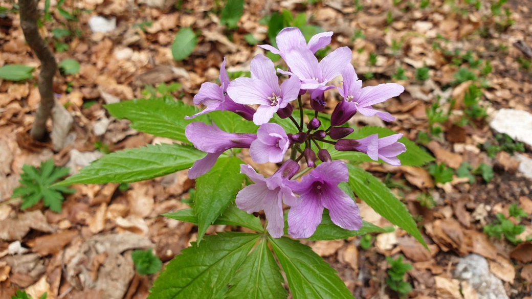 Cardamine à Sept Folioles - Cardamine Heptaphylla